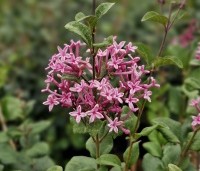 Syringa bloomerang  'Pink Perfume' - Sering 'Pink Perfume'   - 2