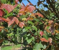 Acer rubrum 'Summer Red'  - Amerikaanse Esdoorn - 4