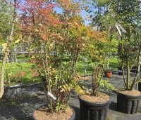 Nandina domestica - Hemelse bamboe - 1
