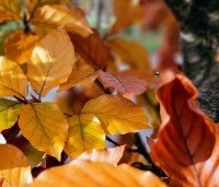 Fagus sylvatica 'Atropunicea' - Rode beuk - herfsttopper