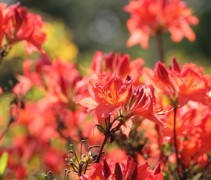 Azalea Knaphill Brilliant Red