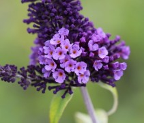 Buddleja davidii 'Empire Blue'