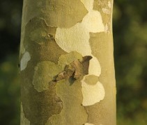 Platanus x hispanica
