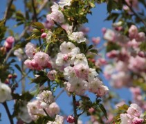 Prunus Hokusai