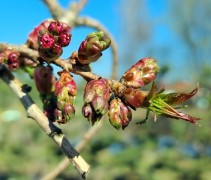 Prunus serrulata 'Kiku-shidare'zakura'
