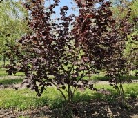 Corylus avellana 'Rode Zellernoot' - Rode hazelnoot  - 2