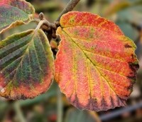 Hamamelis intermedia 'Feuerzauber' - Toverhazelaar 'Feuerzauber' - herfst