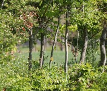Gemengde haag met doorkijk naar landschap