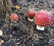 Vliegenzwam in eco-systeem.  Biodiversiteit.