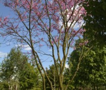 cercis siliquastrum