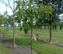 Juglans regia 'Buccaneer'