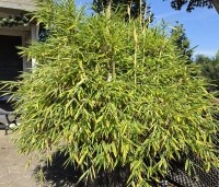 Fargesia murieliae 'Moontears' - Bolvormige bamboe - 1