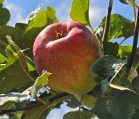 Malus dom. 'Zigeunerin' - Malus dom. 'Zigeunerin' - 6