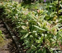 Photinia serratifolia 'Pink Crispy' - bontbladige glansmispel - toepassing als haagje