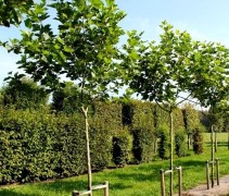 Platanus hispanica franse knotvorm