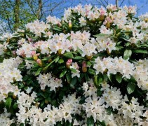 Rhododendron 'Cunningham White'