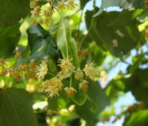 Tilia cordata bloesem