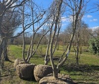 Acer plat. 'Princeton Gold' - Acer plat. 'Princeton Gold' - 1