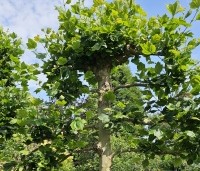 Platanus hispanica - Plataan - 1