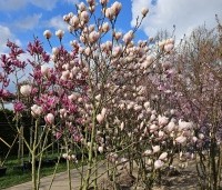 Magnolia soulangeana 'Sundew' - Magnolia 'Sundew' - 1