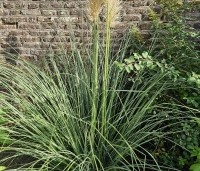 Cortaderia selloana - Pampasgras - 2