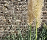 Cortaderia selloana - Pampasgras - 3