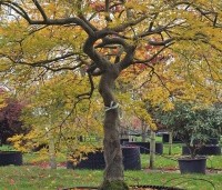 Acer palmatum 'Dissectum' - Japanse esdoorn 'Dissectum' - 3