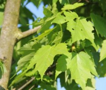 Acer rubrum blad