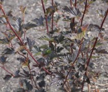 Blaasspirae 'Red Baron' - vakbeplanting 