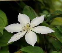 Clematis 'Guernsey Cream' met witte puntbladige bloemen