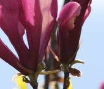 Magnolia 'Nigra' bloem