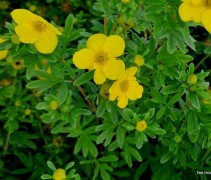 Potentilla Goldfinger