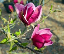 Magnolia 'Black Tulip'