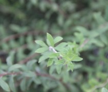 Spiraea Arguta