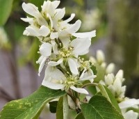 Amelanchier alnifolia 'Obelisk' - Krentenboompje 'Obelisk' - 1
