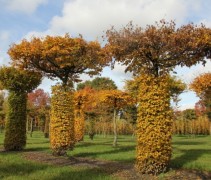 Carpinus dakvorm met beveerde stam. herfstgeel