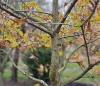 Quercus robur - Zomereik - 1