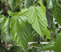 Morus illinois 'Everbearing' - Rode moerbei (kruising alba x rubra) - 2