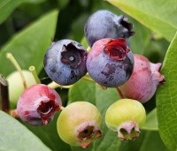 Vaccinium corymbosum 'Bluecrop' - Blauwe bes 'Bluecrop' - 2