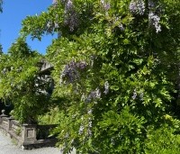 Wisteria sinensis - Blauwe Regen - 1