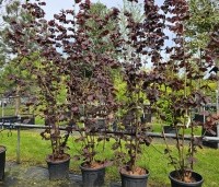 Corylus avellana 'Rote Zellernote' -  Hazelnoot 'Rote Zellernote' - 200-225 cm