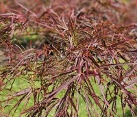 Acer palmatum 'Linearilobum' - Japanse Esdoorn 'Linearilobum' - 1