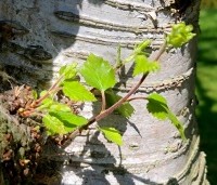 Betula pubescens - Zachte Berk -  met uitloop jong blad