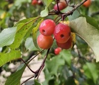 Malus 'Evereste' - Sierappel - 5