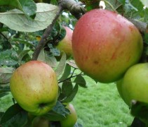 Franse Bellefleur