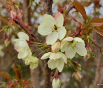 Japanse sierkers 'Ukon', Prunus serrulata 'Ukon'