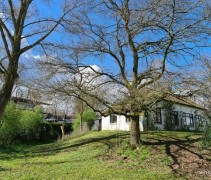 Quercus Robur