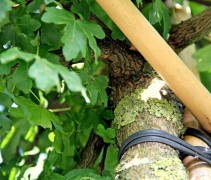 Veldesdoorn, bamboerek