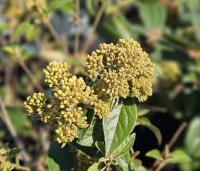 Viburnum 'Eskimo' - Sneeuwbal 'Eskimo' - 1