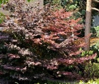 Acer palmatum 'Atropurpureum' - Japanse Esdoorn 'Atropurpureum' - 1